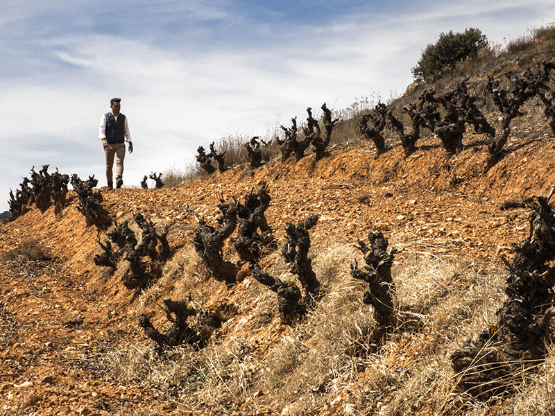 pedro_ruiz_1076 viñas centenarias