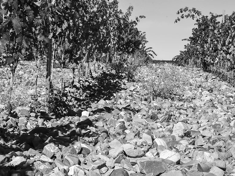 piedras_1076 viñas centenarias