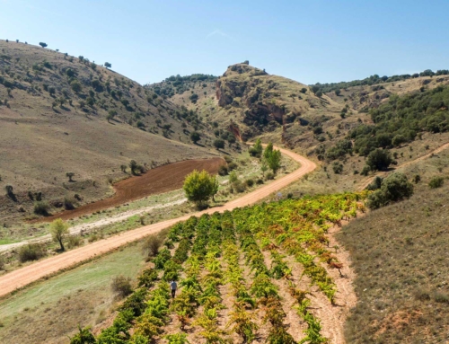 Viñedo La Peña