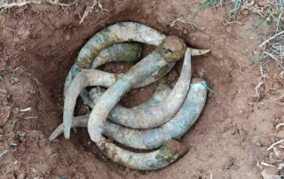 Aportamos valor al viñedo con prácticas biodinámicas 7 Aportamos valor al viñedo con prácticas biodinámicas 4