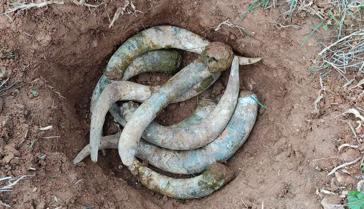 Milsetentayseis obtiene la certificación Demeter en Agricultura Biodinámica y reafirma su compromiso con el territorio 3