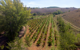 Milsetentayseis obtiene la certificación Demeter en Agricultura Biodinámica y reafirma su compromiso con el territorio 3 Milsetentayseis, obtiene la certificación Demeter en Agricultura Biodinámica y reafirma su compromiso con el territorio
